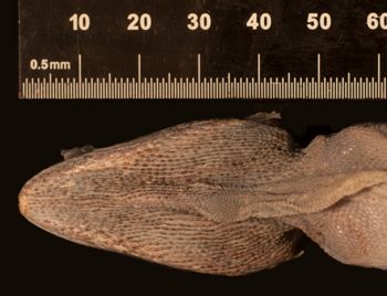 Media type: image;   Herpetology R-57404